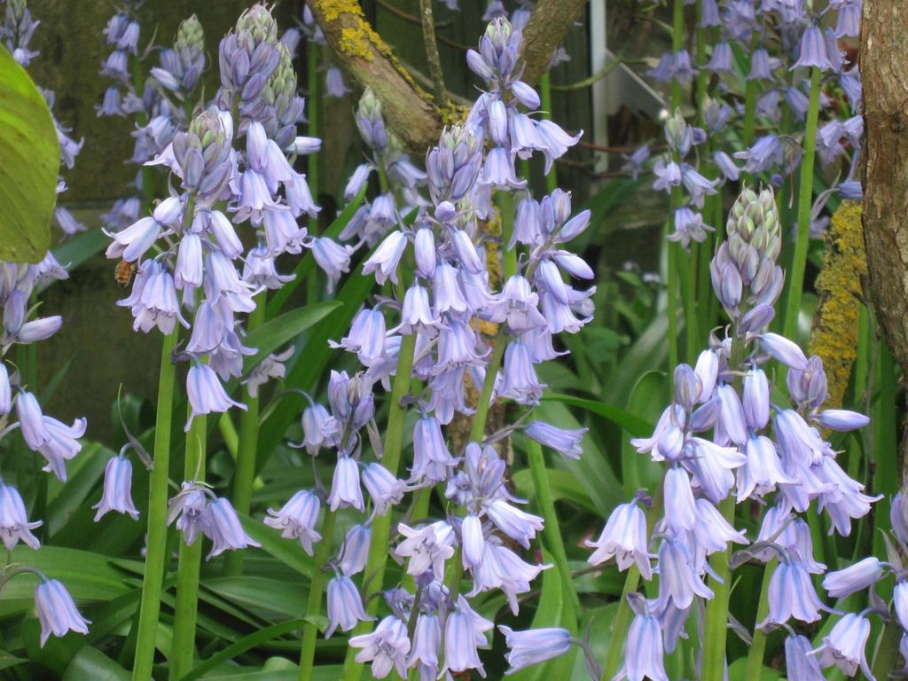 Bluebell And Ferienhaus